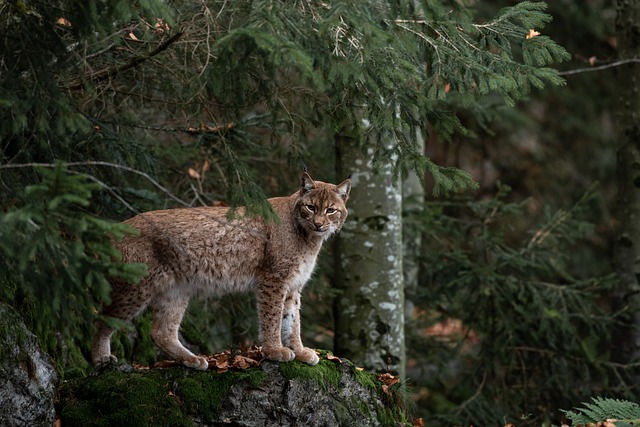 How much to rent a bobcat